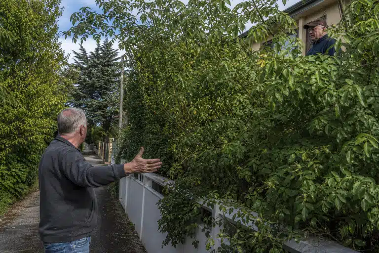 Homme montrant un bambou envahissant le trottoir